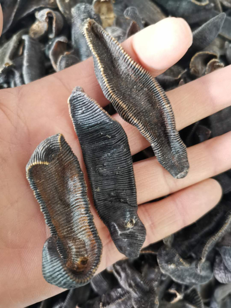 水蛭吊杆清水火柳叶水蛭各种中药材批发产地直销