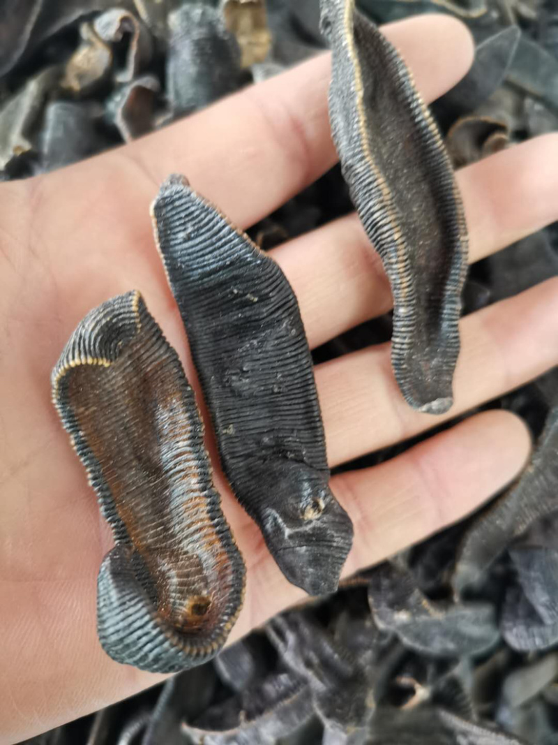 水蛭吊杆清水火柳叶水蛭各种中药材批发产地直销