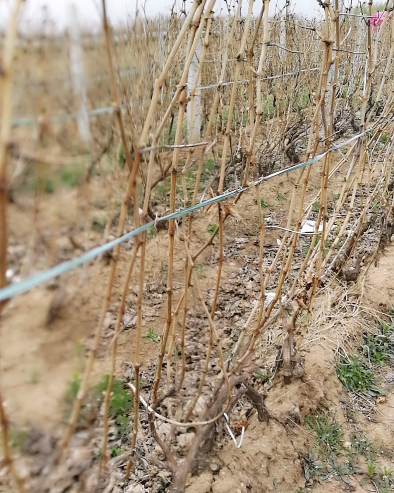 谁要葡萄占地树请联系我