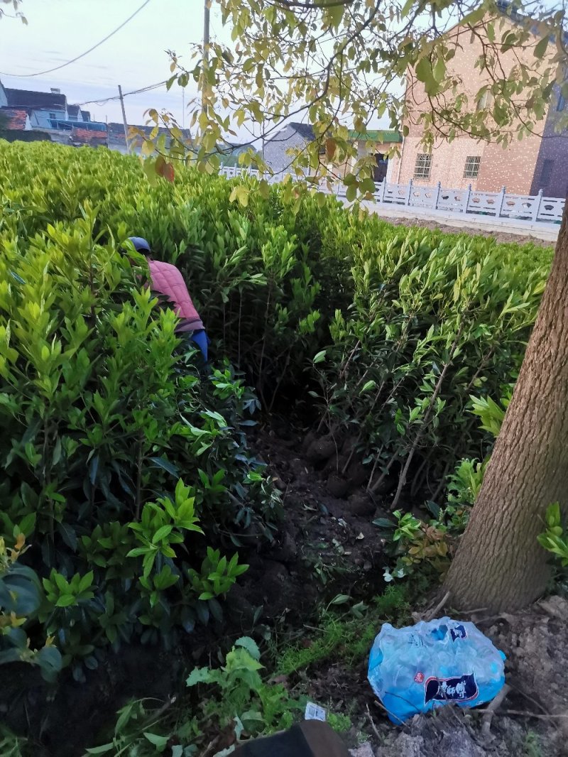青珊瑚浙江宁波苗木基地直发品质保证可视频看货