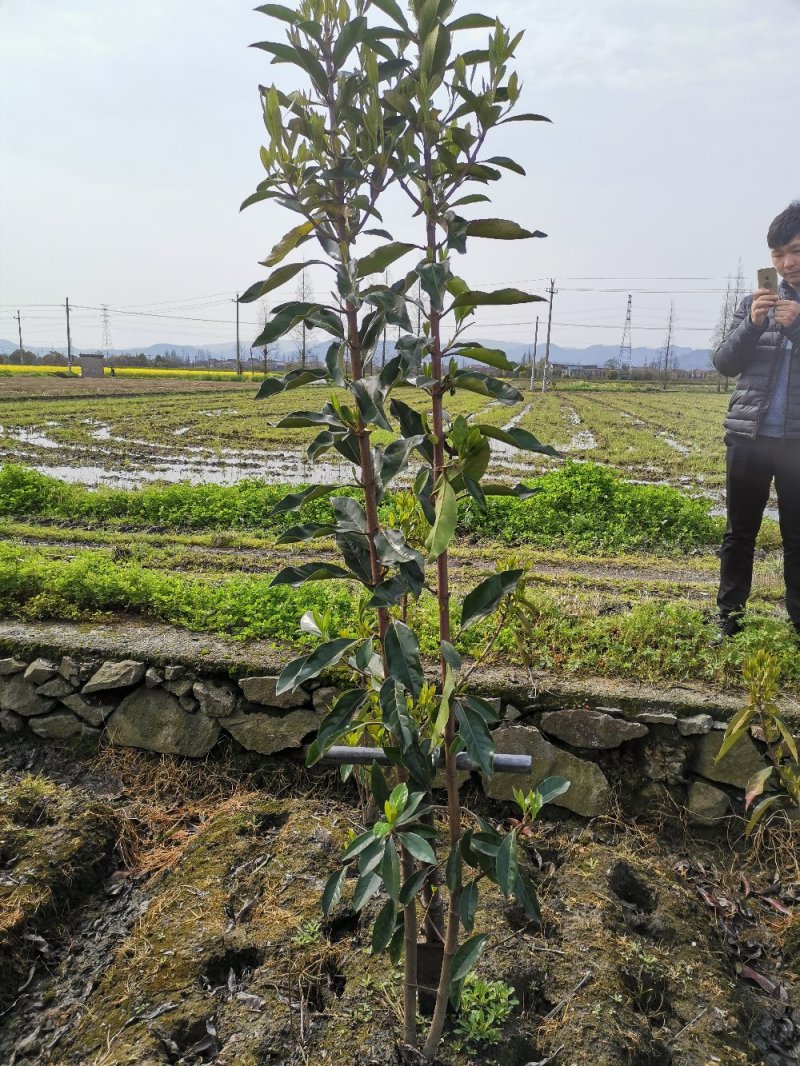 青珊瑚浙江宁波苗木基地直发品质保证可视频看货