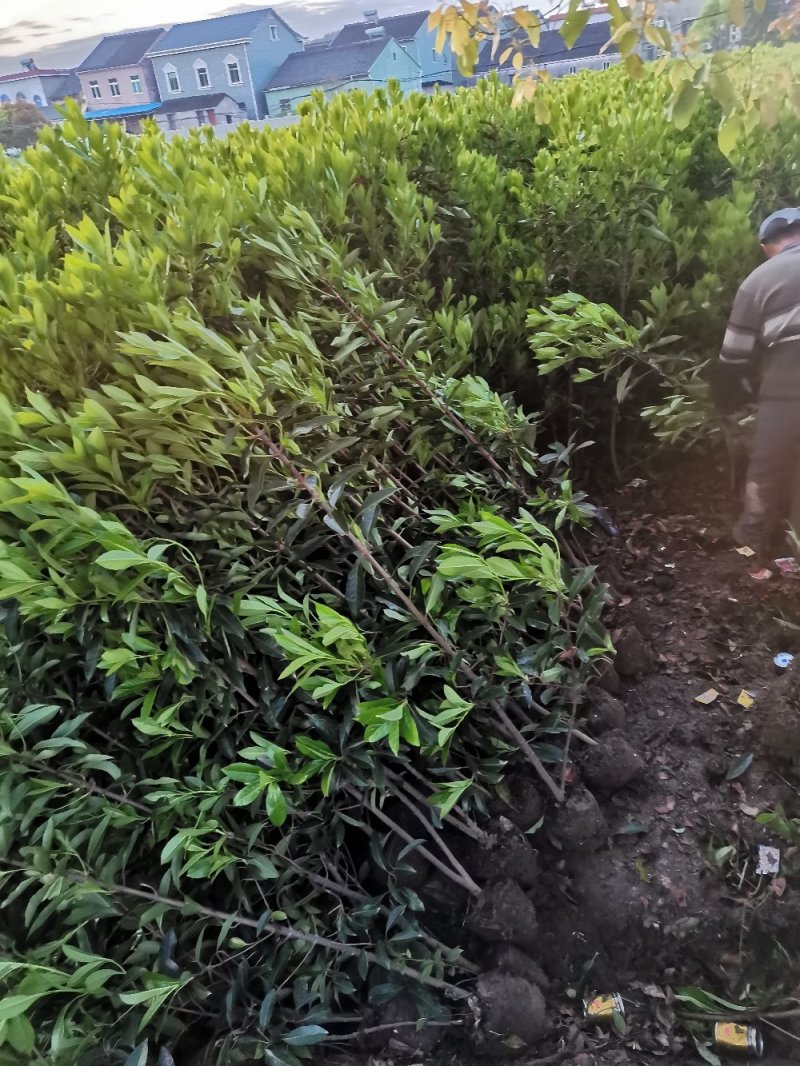 青珊瑚浙江宁波苗木基地直发品质保证可视频看货
