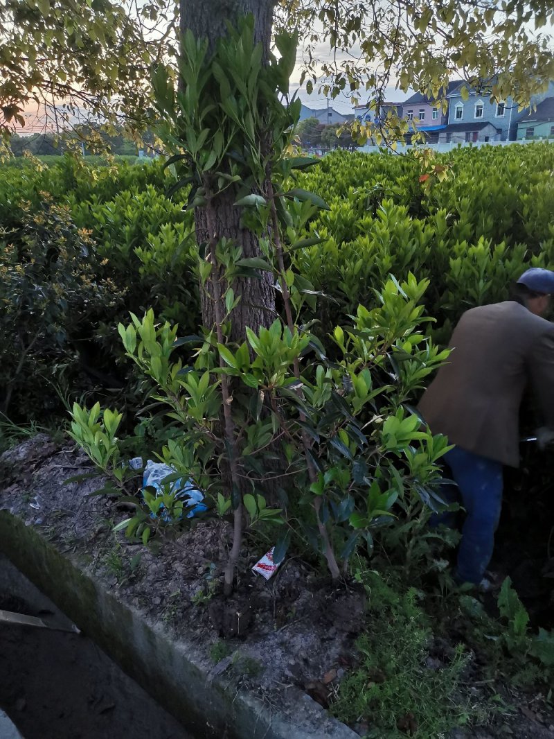 青珊瑚浙江宁波苗木基地直发品质保证可视频看货