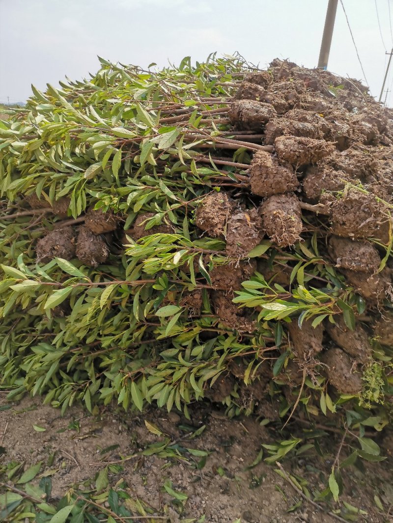 青珊瑚浙江宁波苗木基地直发品质保证可视频看货