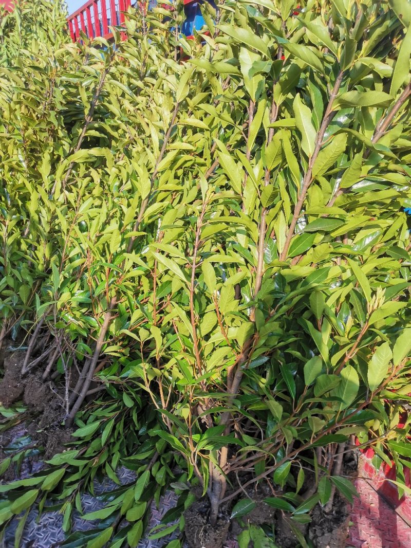 青珊瑚浙江宁波苗木基地直发品质保证可视频看货