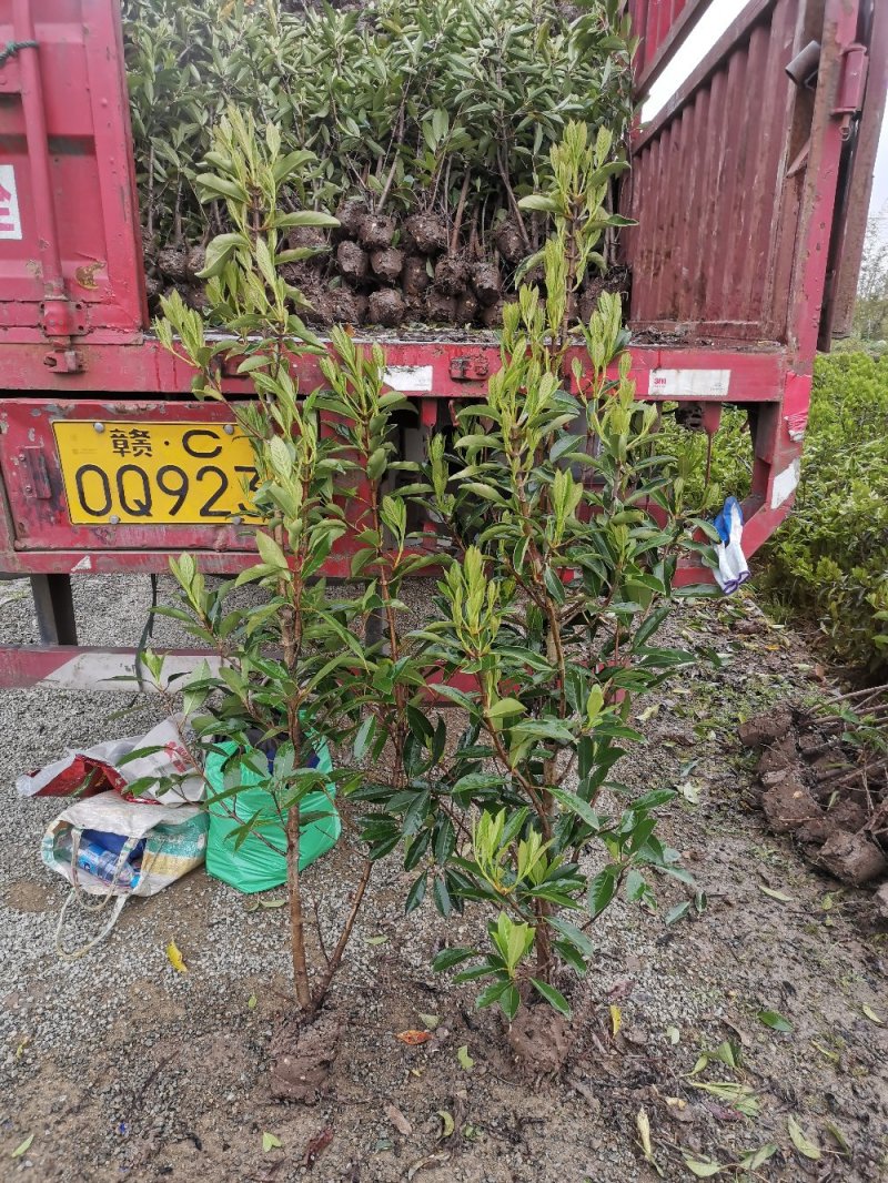 青珊瑚浙江宁波苗木基地直发品质保证可视频看货