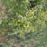 栀子花，栀子花球(丛生栀子花.小叶栀子花)大量出售