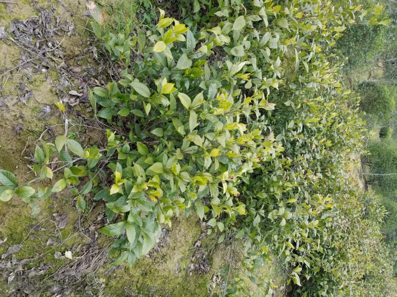 栀子花，栀子花球(丛生栀子花.小叶栀子花)大量出售
