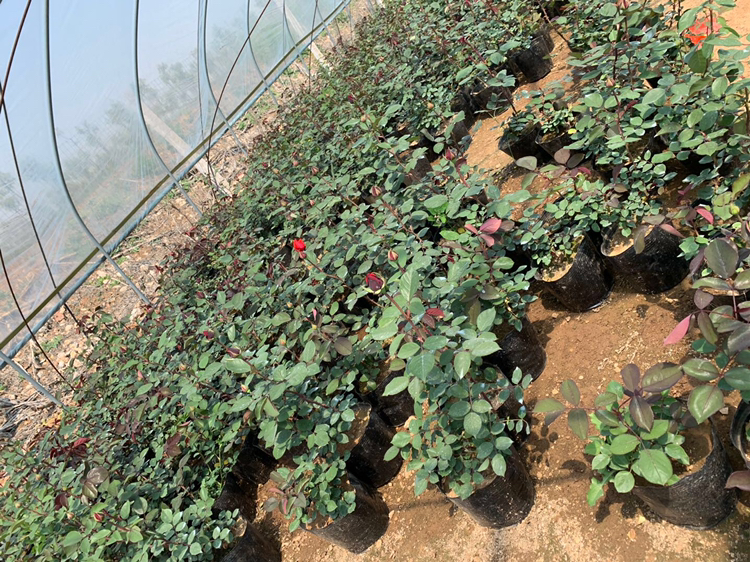 小女孩月季在花园中的应用