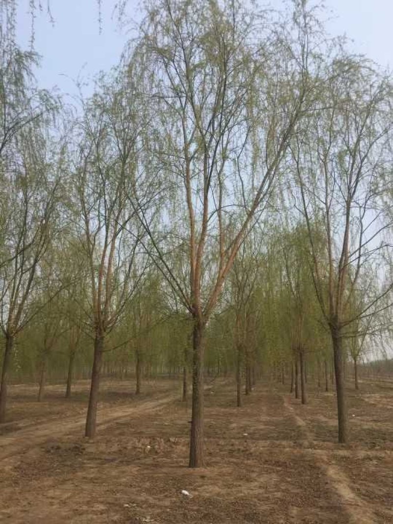 百茂园林常年低价供应各种规格原生平头发帽垂柳