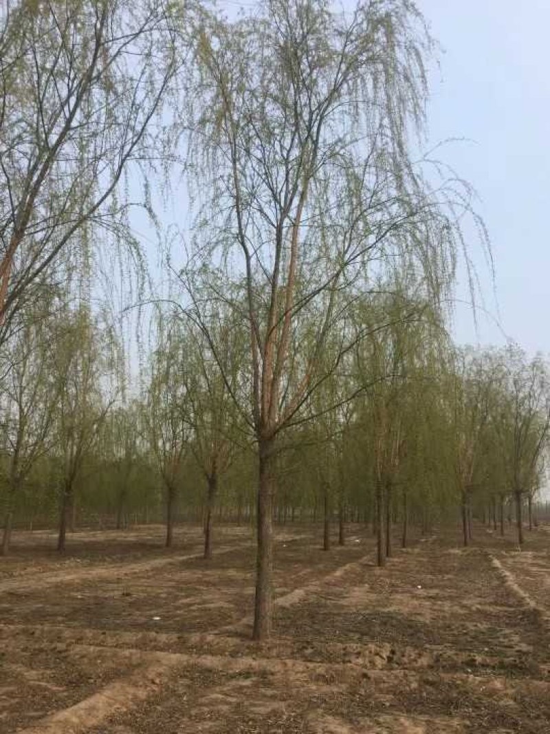百茂园林常年低价供应各种规格原生平头发帽垂柳