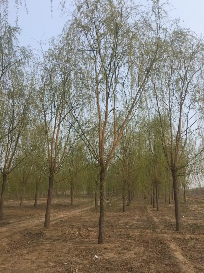 百茂园林常年低价供应各种规格原生平头发帽垂柳