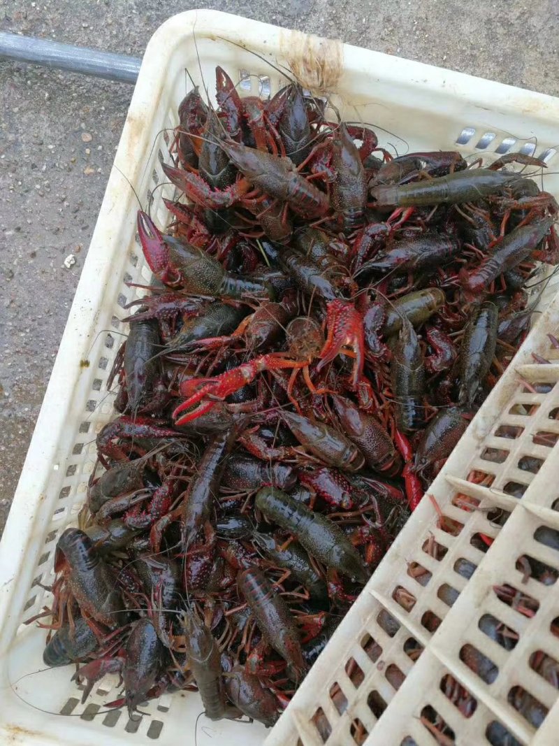大青规格好质量好6789规格齐全提质好