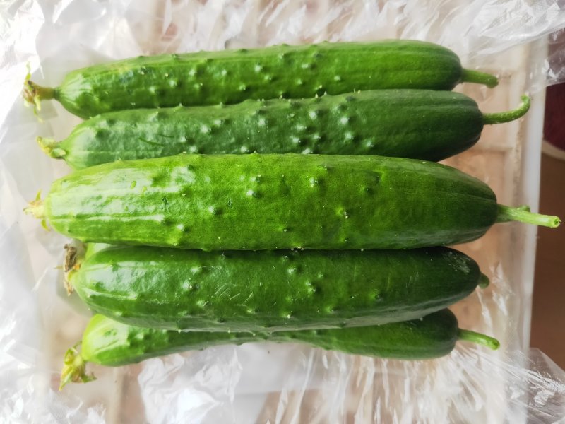 精品小黄瓜，旱黄瓜水果黄瓜现摘现发，保质保量，当天发货新鲜