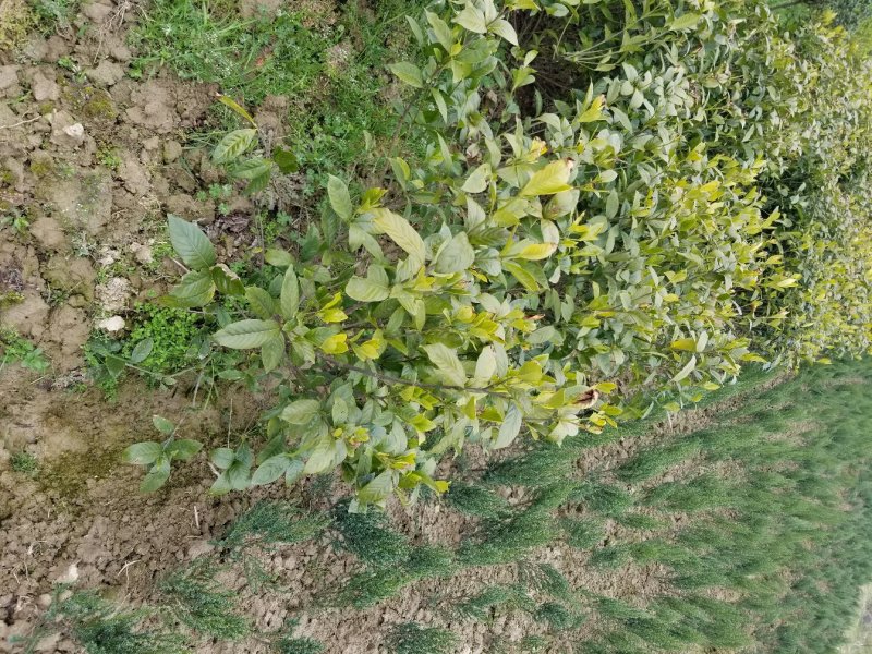 栀子花，栀子花球(丛生栀子花.小叶栀子花)大量出售
