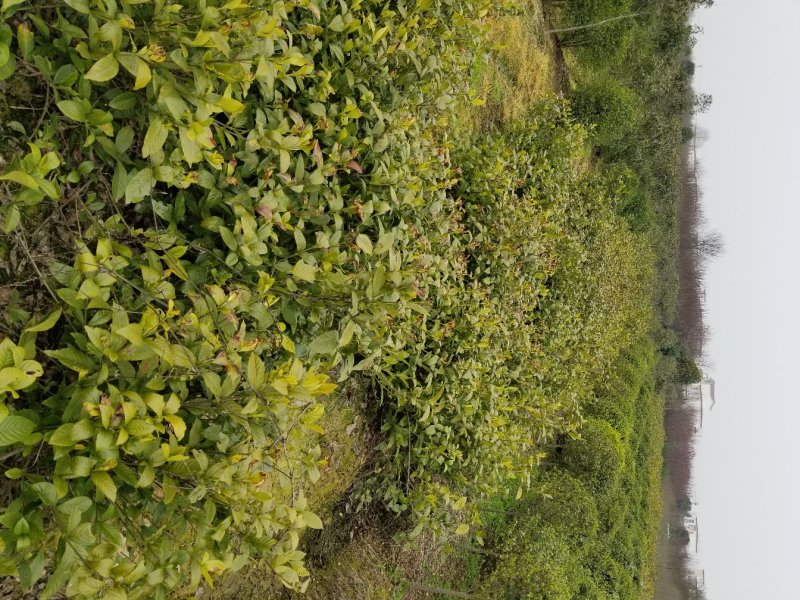 栀子花，栀子花球(丛生栀子花.小叶栀子花)大量出售