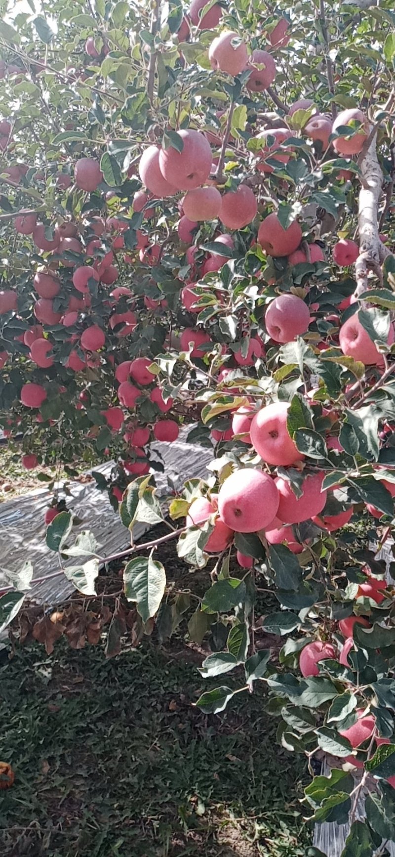 阿克苏冰糖心苹果