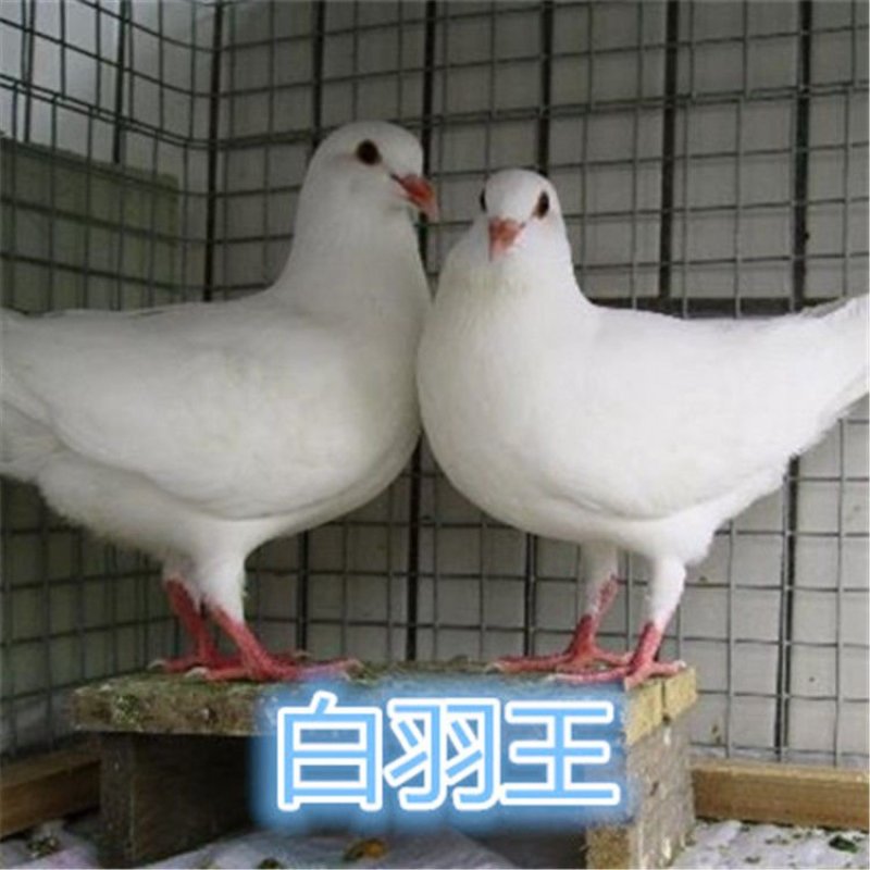 鸽子活体四只价肉鸽白羽王鸽幼鸽青年鸽落地王鸽子活体包