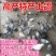 鸽子活体四只价肉鸽白羽王鸽幼鸽青年鸽落地王鸽子活体包