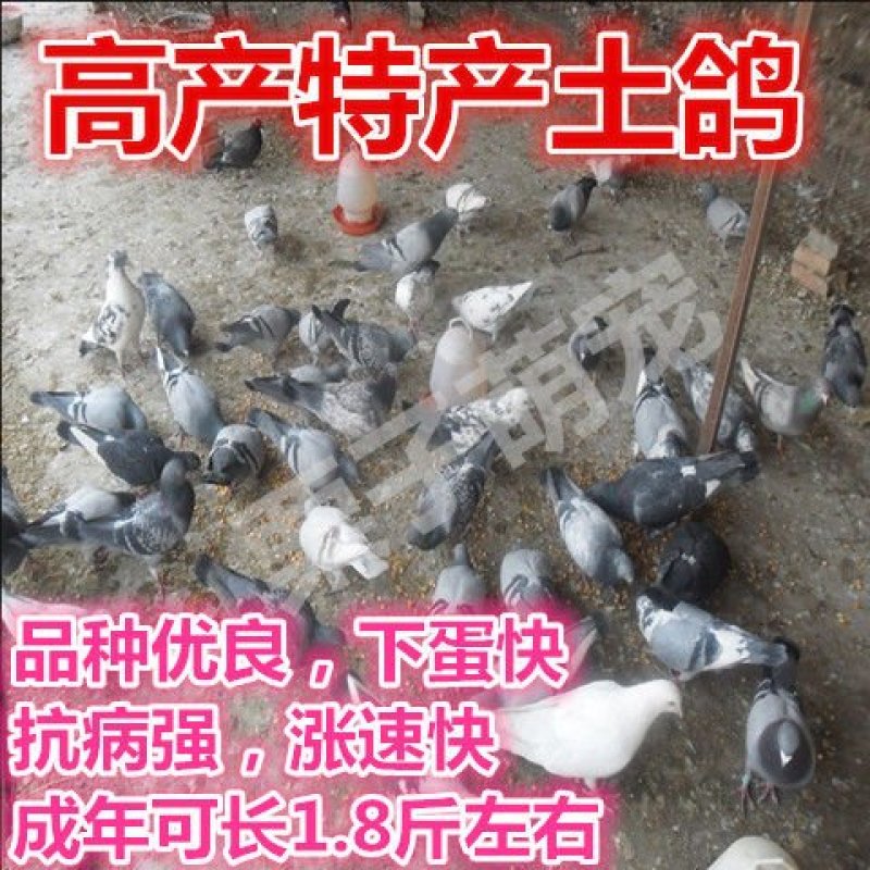 鸽子活体四只价肉鸽白羽王鸽幼鸽青年鸽落地王鸽子活体包