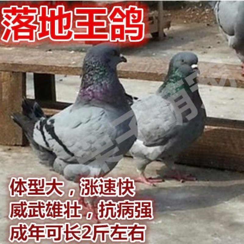 鸽子活体四只价肉鸽白羽王鸽幼鸽青年鸽落地王鸽子活体包