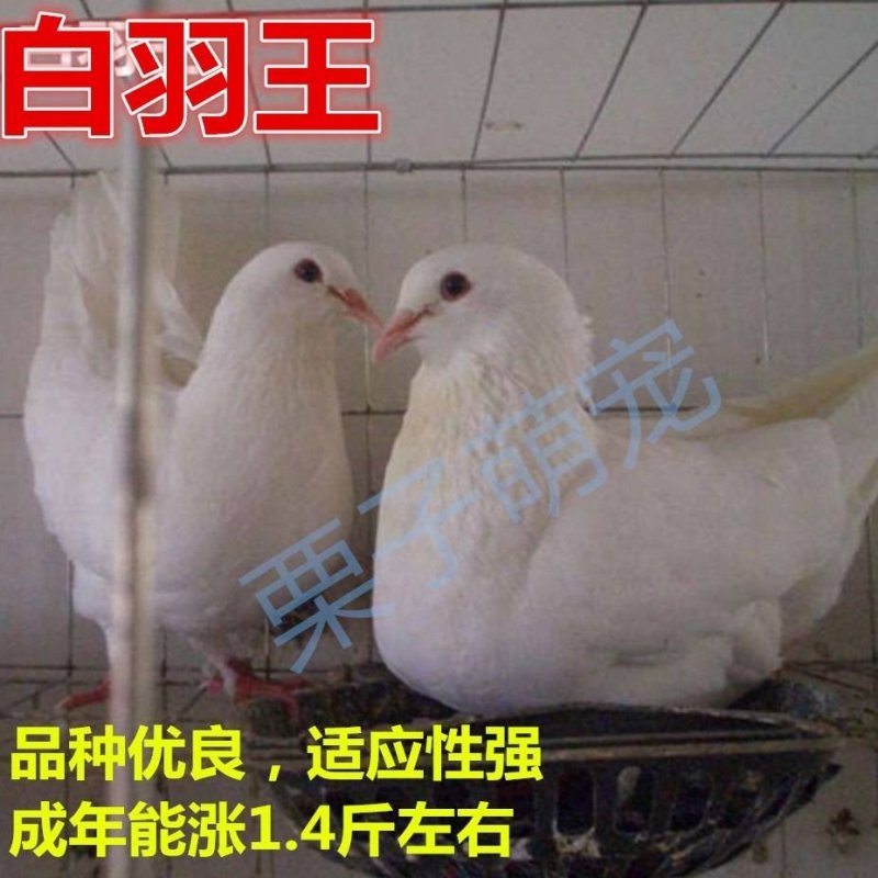 鸽子活体四只价肉鸽白羽王鸽幼鸽青年鸽落地王鸽子活体包