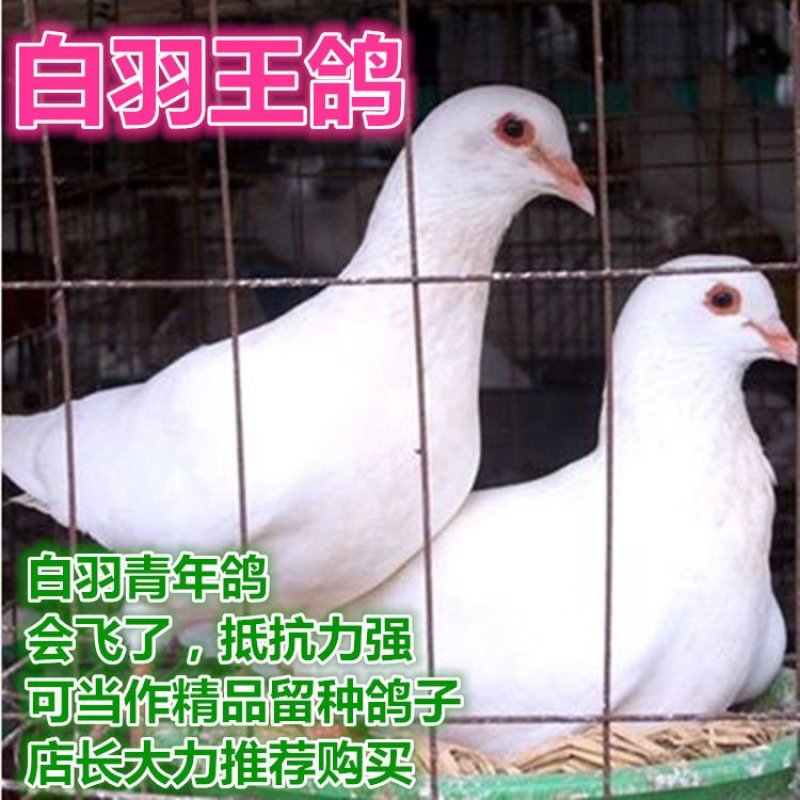 鸽子活体四只价肉鸽白羽王鸽幼鸽青年鸽落地王鸽子活体包