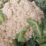 松花菜，大量供货，青梗花菜，菜花，松花菜，