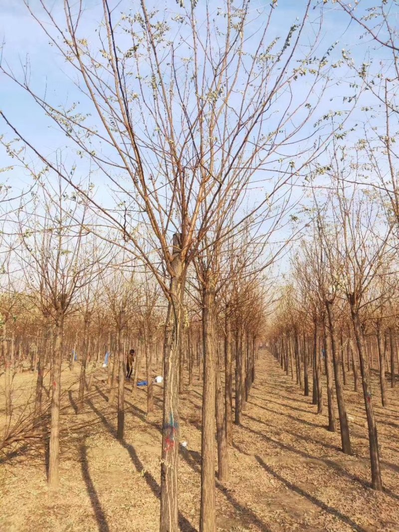 8公分刺槐平头发冒一年量大自产自销百茂园林