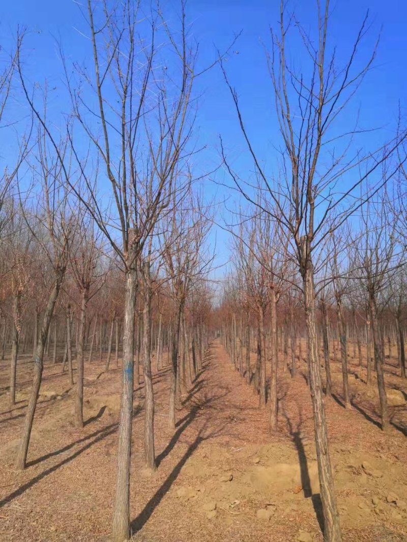 8公分刺槐平头发冒一年量大自产自销百茂园林