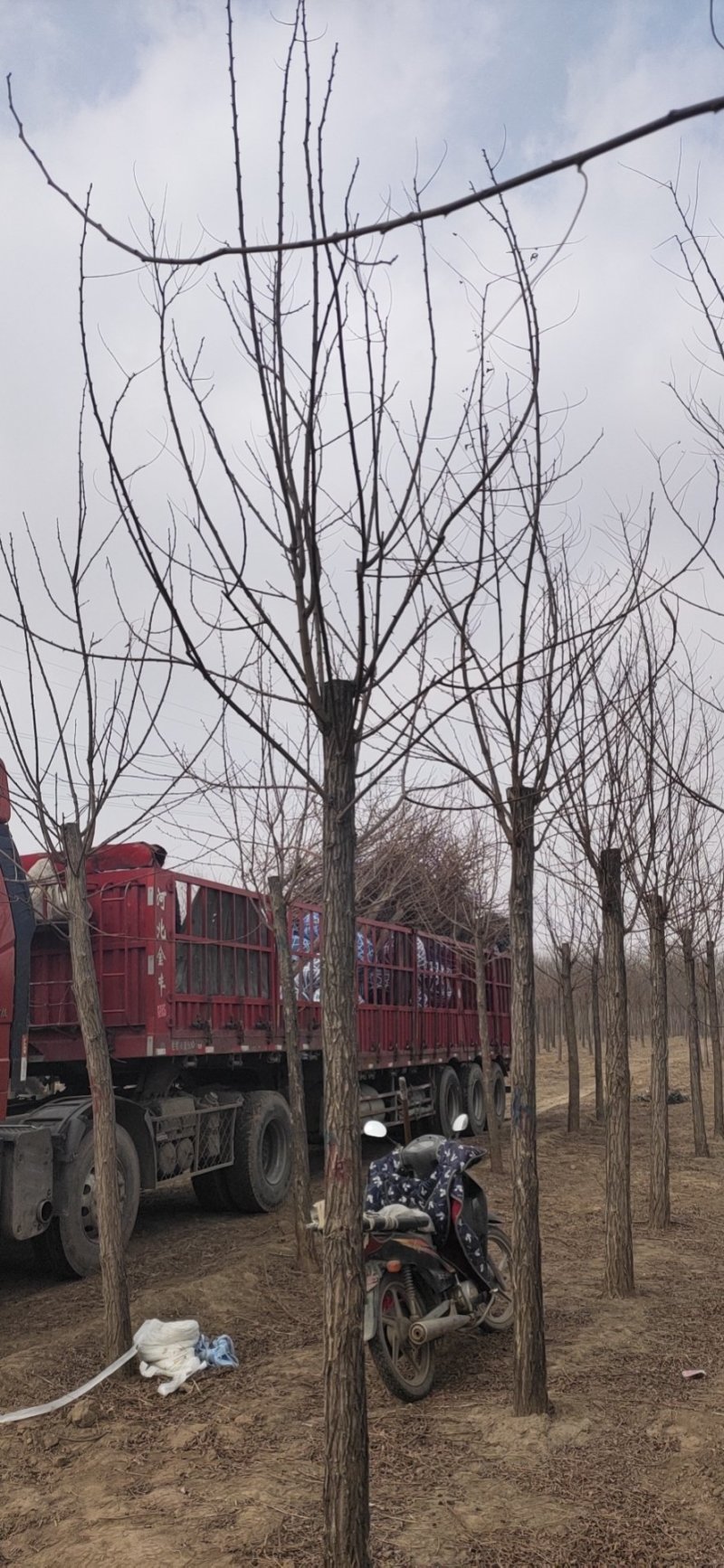 8公分刺槐平头发冒一年量大自产自销百茂园林