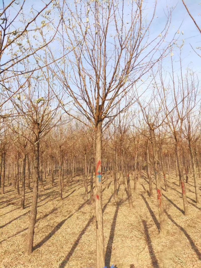 8公分刺槐平头发冒一年量大自产自销百茂园林