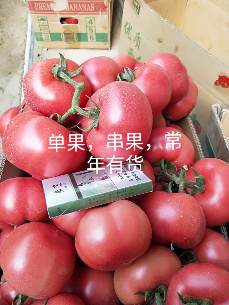 西红柿粉西红柿连云港西红柿现摘保质保量，诚信经营