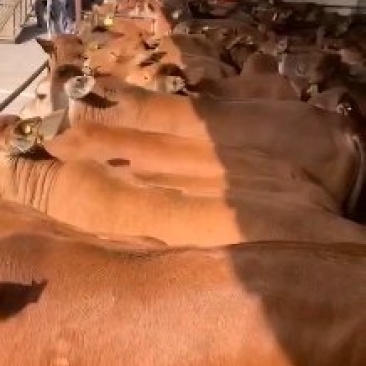 西门塔尔牛价格2020年养殖肉牛哪个品种好?肉牛犊价格