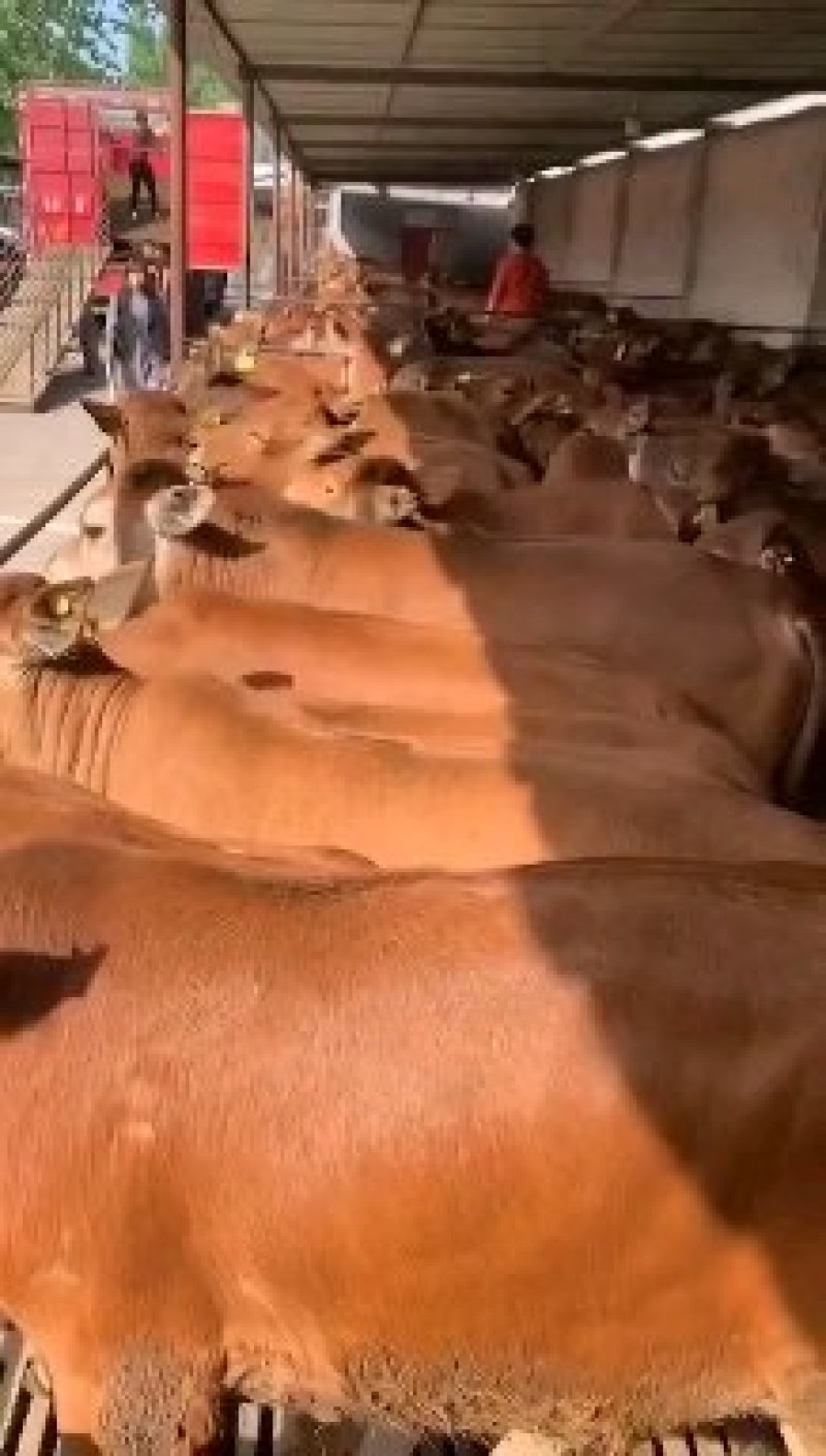 西门塔尔牛价格2020年养殖肉牛哪个品种好？肉牛犊价格