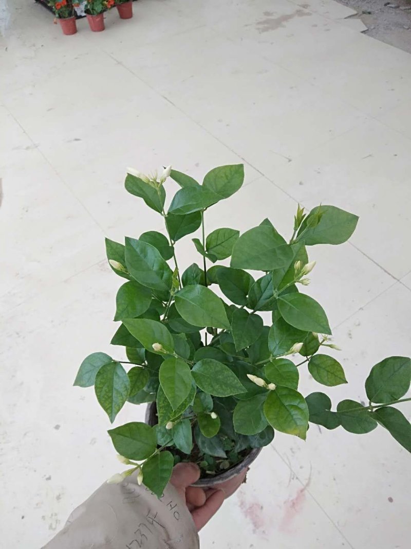 茉莉花，青州基地直发