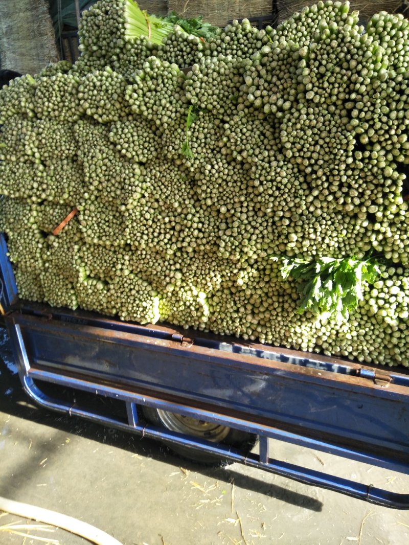 芹菜精品西芹，文图拉，皇妃，皇后，青脆型，黄绿型高度六十