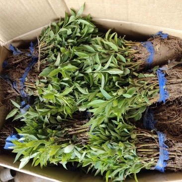 连翘连翘苗连翘小苗连翘床苗黄老虎苗包邮8分钱