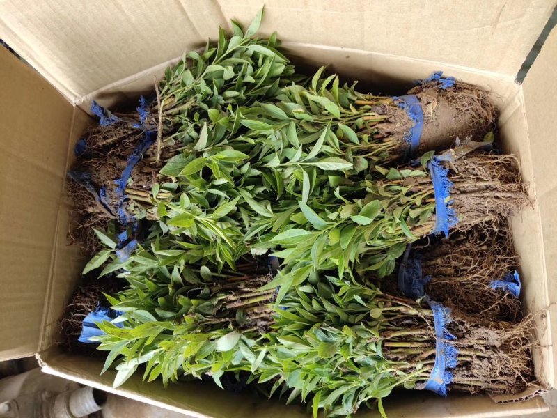 连翘连翘苗连翘小苗连翘床苗黄老虎苗包邮8分钱