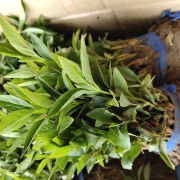 连翘苗连翘小苗连翘床苗黄老虎苗包邮8分钱