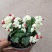 龙吐珠