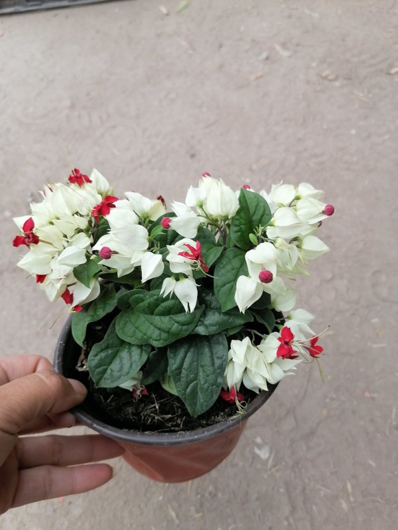 龙吐珠