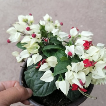 龙吐珠