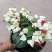 龙吐珠