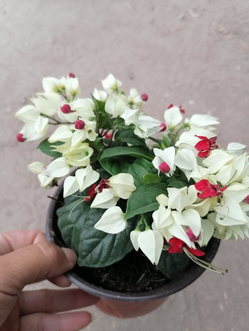 龙吐珠
