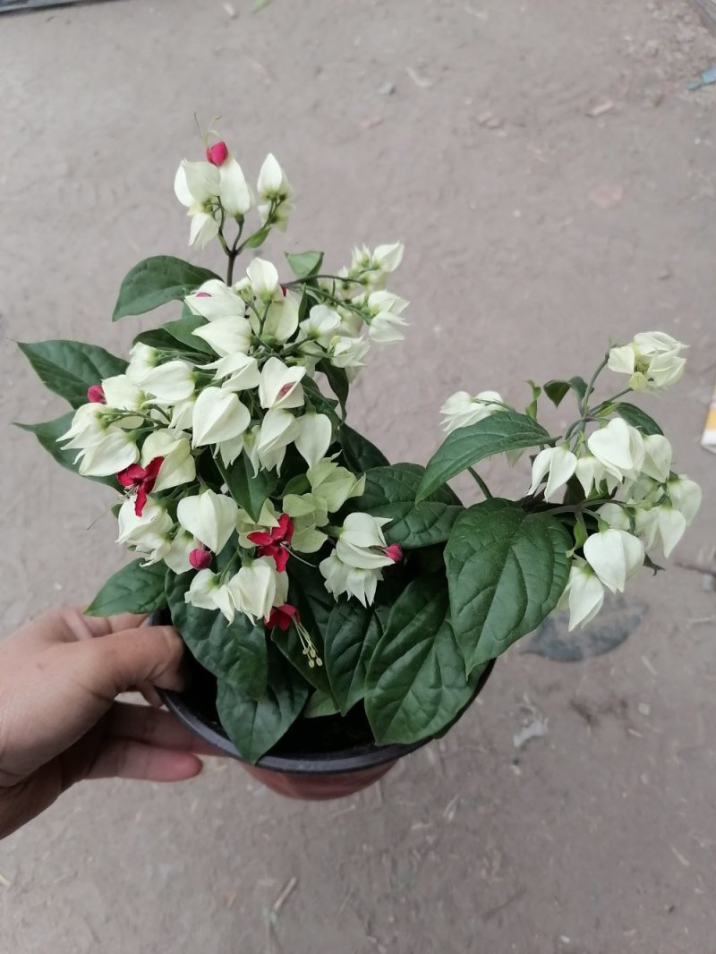 龙吐珠