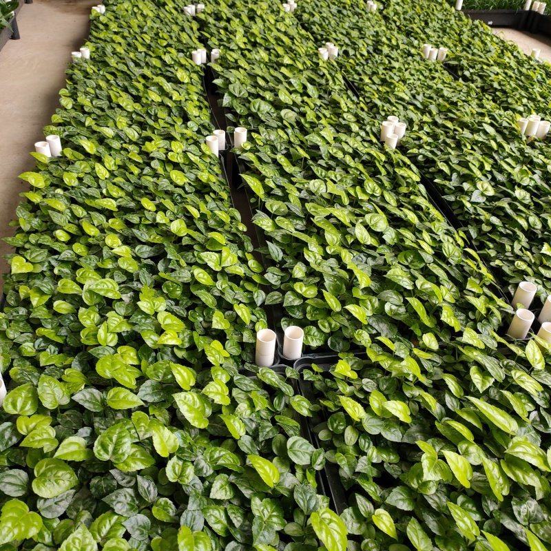 八角金盘苗庭院观叶绿植耐阴净化空气美观好养