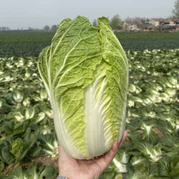 【荐】湖北白菜黄心大白菜刚开园个头均实颜色清秀