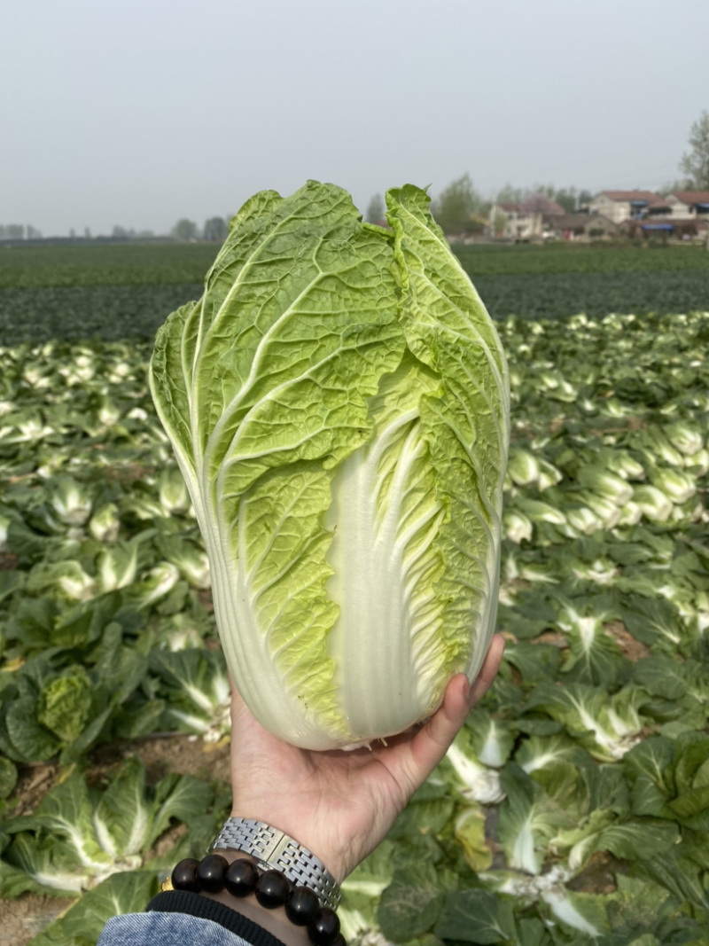 【荐】湖北白菜黄心大白菜刚开园个头均实颜色清秀