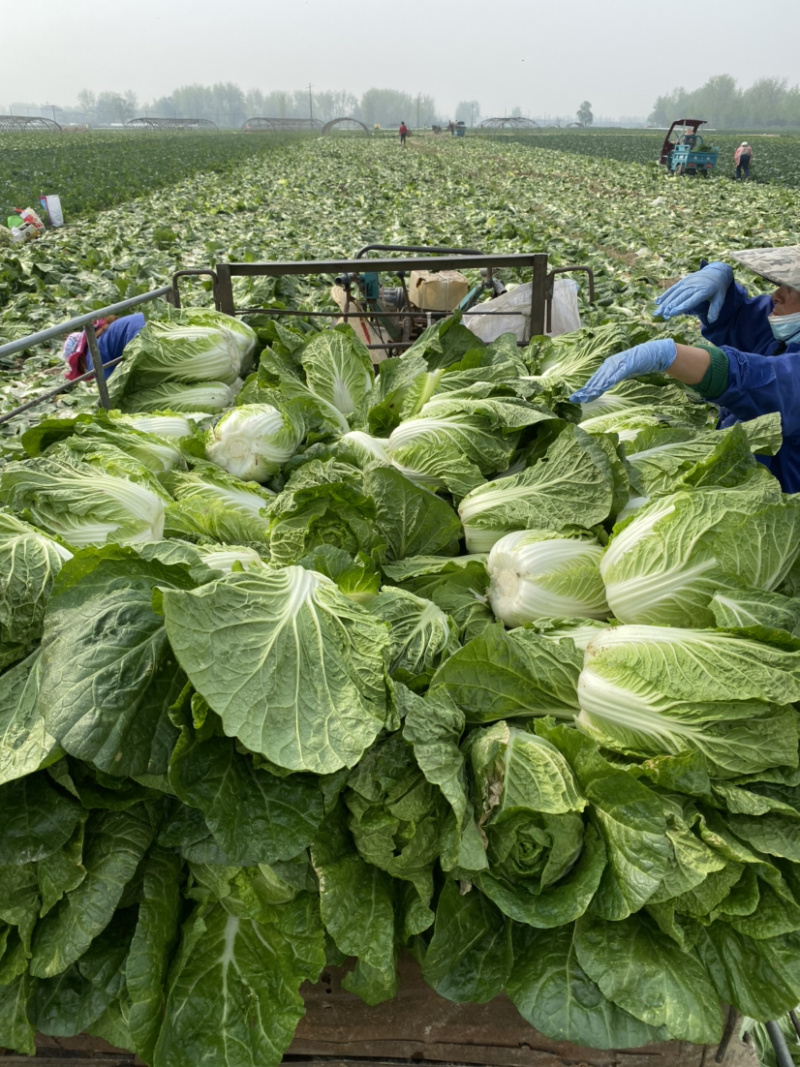 【荐】湖北白菜黄心大白菜刚开园个头均实颜色清秀